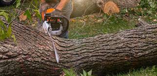 Trusted Poplarville, MS Tree Care Experts