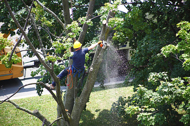 How Our Tree Care Process Works  in  Poplarville, MS